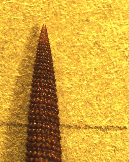 Identificazione di un Triphorinae